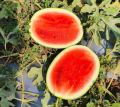 Natural fresh watermelon