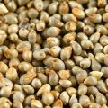 Natural Light Green Pearl Millet Seed