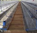 sainath agro Grey Galvanized Poultry Layer Cage