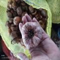 Gladiolus Bulbs / Corm