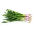 A Grade Spring Onion