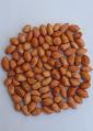 Freshia kacang tanah seeds
