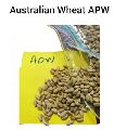 Australian Wheat APW