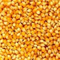 Natural yellow maize seeds