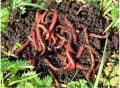 Live Earthworms Vermicompost Fertilizer