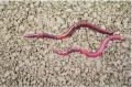 Lumbricus Rubellus Red Live Earthworm