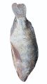 Silver frozen tilapia fish