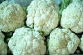 Fresh Cauliflower