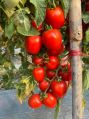 Hybrid Tomato Seeds