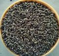 Organic Black Wheat