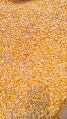 Assam maize yellow maize