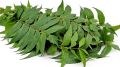 Fresh Neem Leaves