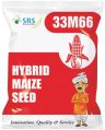 33M66 Hybrid Maize Seeds