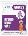 66M33 Hybrid Maize Seeds