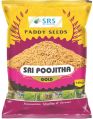 Sri Pujitha Gold Paddy Seeds