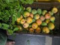 Natural Fresh Alphonso Mango