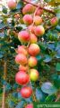 Apple Ber plant(Red)