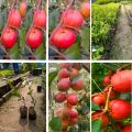 Kashmiri red Apple ber plant