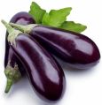 Whole Purple fresh brinjal