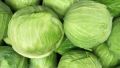 Green fresh cabbage