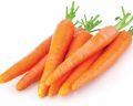 Whole Fresh Carrot