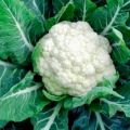 Whole fresh cauliflower