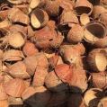 Brown coconut shell
