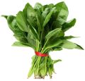 Leafy Vegetable Fresh Spinach