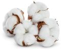 White raw cotton