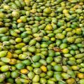 Fresh Green Betel Nuts