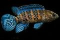 Blue Badis Aquarium Fish