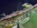 Golden gold sucatio algae eater aquarium fish