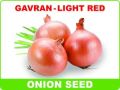 onion seeds