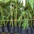 Tissue Balcoa Bamboo Plants