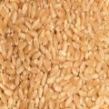 Natural durum wheat