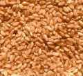 Natural lokwan wheat