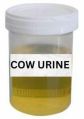 Yellow Liquid cow urine