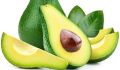 AVCO AVOCADO TREE VEGETAL Oval Green fresh avocado