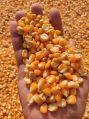 Natural yellow maize seeds