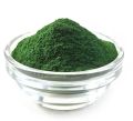 Green spirulina powder