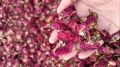 DRP Common Natural Pink dried red rose petals