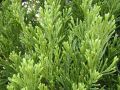 juniper leaf oil