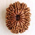 16 Mukhi Nepali Rudraksha Beads