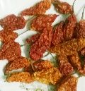 Dried Bhut Jolokia Chilli