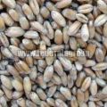 Animal Feed Wheat Seeds