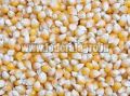 Animal Feed Maize Seeds