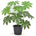 Papiya mini plant 15