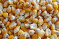 Whole Maize Seeds