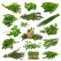 ayurvedic medicinal herbs