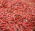 Dry Red Chilli - Assam Balijuri